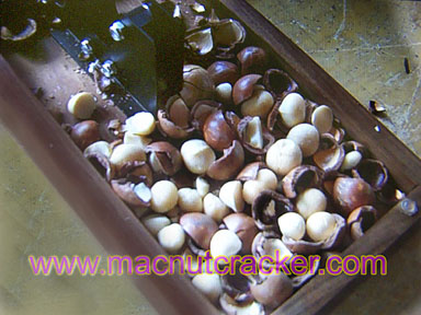 macadamia nuts nutcracker mac nuts - walnut wood