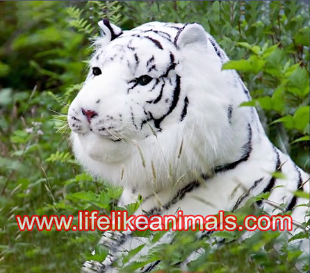 Siberian White Tiger Stuffed Giant Lifesize Plush Jumbo