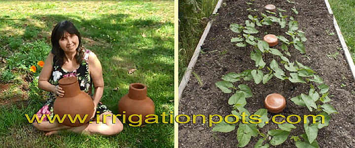 irrigation pot olla underground watering