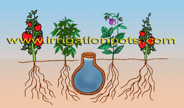 Ollas Irrigation Ollas. Little Colored Olla 